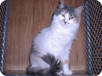 Calico Cat for Sale in New Castle, Pennsylvania - Calico Cat for Sale in New Castle, Pennsylvania -