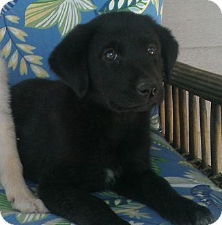 Labrador Retriever Mix Puppy for Sale in Oldsmar, Florida - TINA Labrador Retriever Mix Puppy for Sale in Oldsmar, Florida - TINA