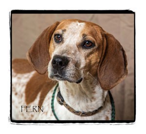 Coonhound Mix Dog for Sale in Warren, Pennsylvania - Fern Coonhound Mix Dog for Sale in Warren, Pennsylvania - Fern