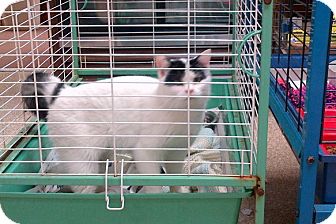 American Shorthair Cat for Sale in Walnut, Iowa - Franklin American Shorthair Cat for Sale in Walnut, Iowa - Franklin