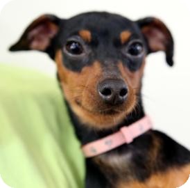 Miniature Pinscher Mix Dog for Sale in Kettering, Ohio - Dasher Miniature Pinscher Mix Dog for Sale in Kettering, Ohio - Dasher