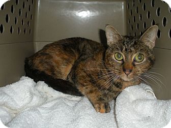 Domestic Shorthair Cat for Sale in Bayonne, New Jersey - Holly Domestic Shorthair Cat for Sale in Bayonne, New Jersey - Holly