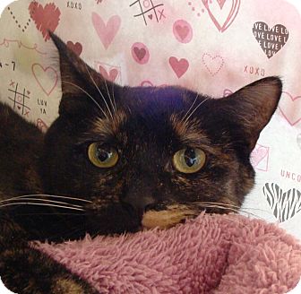 Domestic Shorthair Cat for Sale in Albany, New York - Kallie Domestic Shorthair Cat for Sale in Albany, New York - Kallie
