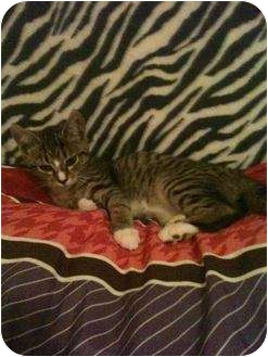 Calico Kitten for Sale in Mobile, Alabama - Holly Calico Kitten for Sale in Mobile, Alabama - Holly
