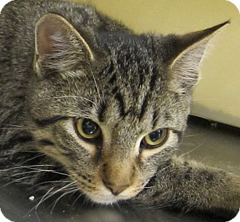 Domestic Shorthair Kitten for Sale in Kansas City, Missouri - Tiggera Domestic Shorthair Kitten for Sale in Kansas City, Missouri - Tiggera