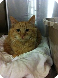 Maine Coon Kitten for Sale in Pittstown, New Jersey - Bear Maine Coon Kitten for Sale in Pittstown, New Jersey - Bear