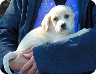 Beagle Mix Puppy for Sale in Sussex, New Jersey - Freckles Beagle Mix Puppy for Sale in Sussex, New Jersey - Freckles
