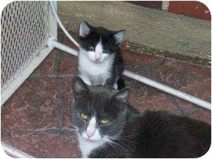 Russian Blue Cat for Sale in Medford, New Jersey - White Paws Russian Blue Cat for Sale in Medford, New Jersey - White Paws