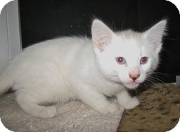 Domestic Shorthair Kitten for Sale in Shelton, Washington - Antonette Domestic Shorthair Kitten for Sale in Shelton, Washington - Antonette