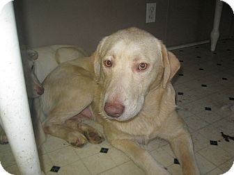 Australian Cattle Dog/Labrador Retriever Mix Dog for Sale in Pelham, New York - Arnold Australian Cattle Dog/Labrador Retriever Mix Dog for Sale in Pelham, New York - Arnold
