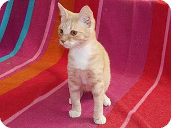 Domestic Shorthair Kitten for Sale in Scottsdale, Arizona - Mr. Ginger Domestic Shorthair Kitten for Sale in Scottsdale, Arizona - Mr. Ginger