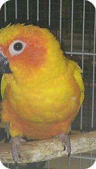 Conure for Sale in Punta Gorda, Florida - Mango Conure for Sale in Punta Gorda, Florida - Mango