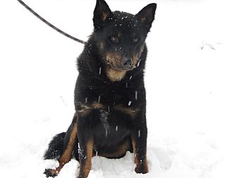 Rottweiler/German Shepherd Dog Mix Dog for Sale in Hamilton, Montana - Dublin Rottweiler/German Shepherd Dog Mix Dog for Sale in Hamilton, Montana - Dublin