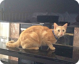 Domestic Shorthair Cat for Sale in Bentonville, Arkansas - Latte Domestic Shorthair Cat for Sale in Bentonville, Arkansas - Latte