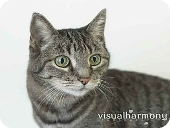 Domestic Shorthair Cat for Sale in Phoenix, Arizona - Jelly Domestic Shorthair Cat for Sale in Phoenix, Arizona - Jelly
