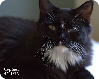 Domestic Longhair Cat for Sale in Gaithersburg, Maryland - Captain Domestic Longhair Cat for Sale in Gaithersburg, Maryland - Captain