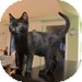 Domestic Shorthair Kitten for Sale in Vancouver, British Columbia - Pip Domestic Shorthair Kitten for Sale in Vancouver, British Columbia - Pip