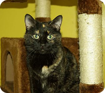 Calico Cat for Sale in Mobile, Alabama - Daisy (aka Weena) Calico Cat for Sale in Mobile, Alabama - Daisy (aka Weena)