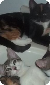 Domestic Shorthair Cat for Sale in Glen cove, New York - BROTHER N SISTER Domestic Shorthair Cat for Sale in Glen cove, New York - BROTHER N SISTER
