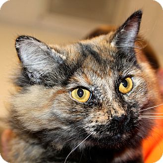 Domestic Mediumhair Cat for Sale in Greenville, South Carolina - Chloe Domestic Mediumhair Cat for Sale in Greenville, South Carolina - Chloe