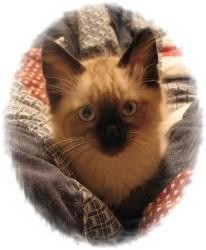 Ragdoll Kitten for Sale in Ennis, Texas - Ezekiel Ragdoll Kitten for Sale in Ennis, Texas - Ezekiel