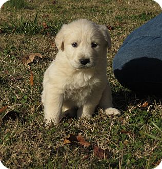 Great Pyrenees/Golden Retriever Mix Puppy for Sale in Glastonbury, Connecticut - Donner~adopted~ Great Pyrenees/Golden Retriever Mix Puppy for Sale in Glastonbury, Connecticut - Donner~adopted~