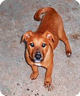 Labrador Retriever Mix Puppy for Sale in Danbury, Connecticut - Asher Labrador Retriever Mix Puppy for Sale in Danbury, Connecticut - Asher