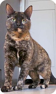 Calico Cat for Sale in Merrifield, Virginia - Sophie Calico Cat for Sale in Merrifield, Virginia - Sophie