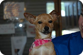 Chihuahua Mix Dog for Sale in san antonio, Texas - Melissa Chihuahua Mix Dog for Sale in san antonio, Texas - Melissa
