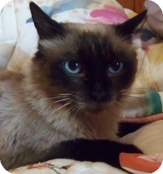 Ragdoll Cat for Sale in Ennis, Texas - Sai Ragdoll Cat for Sale in Ennis, Texas - Sai