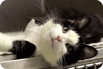 Domestic Shorthair Cat for Sale in Chicago, Illinois - Love Domestic Shorthair Cat for Sale in Chicago, Illinois - Love