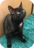 Domestic Shorthair Kitten for Sale in Modesto, California - Merlin Domestic Shorthair Kitten for Sale in Modesto, California - Merlin