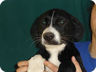 Labrador Retriever/Border Collie Mix Puppy for Sale in Oviedo, Florida - Millie Labrador Retriever/Border Collie Mix Puppy for Sale in Oviedo, Florida - Millie