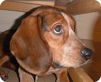 Beagle Mix Dog for Sale in Jackson, Michigan - Granola Beagle Mix Dog for Sale in Jackson, Michigan - Granola