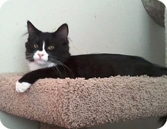 Domestic Shorthair Kitten for Sale in Simi Valley, California - Fabio Domestic Shorthair Kitten for Sale in Simi Valley, California - Fabio