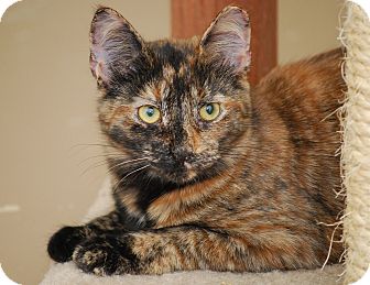 Calico Kitten for Sale in Bensalem, Pennsylvania - Taz (tazmaraz) Calico Kitten for Sale in Bensalem, Pennsylvania - Taz (tazmaraz)