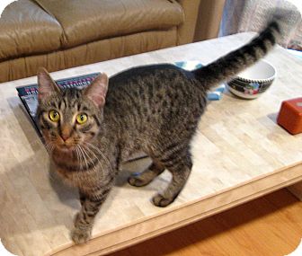 Abyssinian Cat for Sale in Troy, Michigan - Levi Abyssinian Cat for Sale in Troy, Michigan - Levi