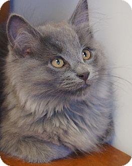 Maine Coon Kitten for Sale in Colorado Springs, Colorado - Jethro Maine Coon Kitten for Sale in Colorado Springs, Colorado - Jethro