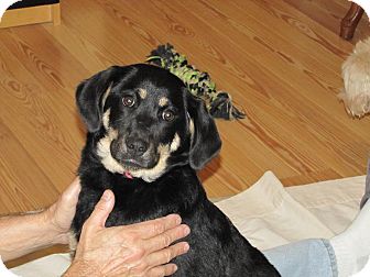 German Shepherd Dog Mix Puppy for Sale in Oakland, Arkansas - Farrah German Shepherd Dog Mix Puppy for Sale in Oakland, Arkansas - Farrah