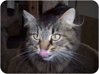 Domestic Longhair Cat for Sale in Delmont, Pennsylvania - Meowy Domestic Longhair Cat for Sale in Delmont, Pennsylvania - Meowy