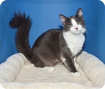 Domestic Longhair Kitten for Sale in Ranch Palos Verdes, California - Gray'c Domestic Longhair Kitten for Sale in Ranch Palos Verdes, California - Gray'c