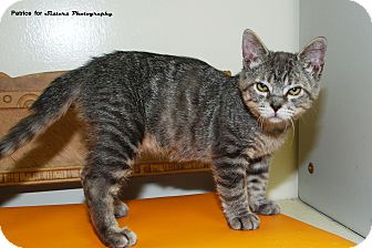 Domestic Shorthair Kitten for Sale in Lincoln, Nebraska - Barney Domestic Shorthair Kitten for Sale in Lincoln, Nebraska - Barney