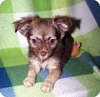 Pomeranian/Chihuahua Mix Puppy for Sale in Sherman, Connecticut - Prairie Betty's Dog Pomeranian/Chihuahua Mix Puppy for Sale in Sherman, Connecticut - Prairie Betty's Dog
