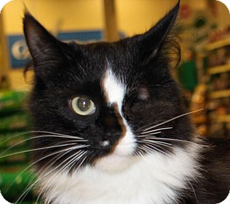 Domestic Mediumhair Cat for Sale in Morganton, North Carolina - Itty Bitty Domestic Mediumhair Cat for Sale in Morganton, North Carolina - Itty Bitty