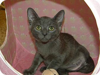 Russian Blue Cat for Sale in Stafford, Virginia - Pogo Russian Blue Cat for Sale in Stafford, Virginia - Pogo