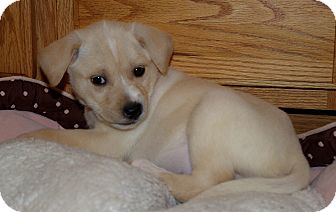 Labrador Retriever/Boxer Mix Puppy for Sale in Huntsville, Alabama - Zaria Labrador Retriever/Boxer Mix Puppy for Sale in Huntsville, Alabama - Zaria
