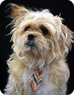 Lhasa Apso/Cairn Terrier Mix Dog for Sale in Bridgeton, Missouri - Buddy Lhasa Apso/Cairn Terrier Mix Dog for Sale in Bridgeton, Missouri - Buddy
