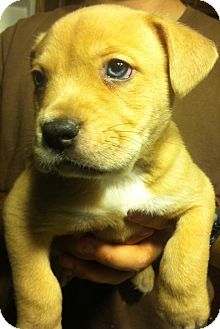 Shepherd (Unknown Type) Mix Puppy for Sale in Russellville, Kentucky - Teddy Shepherd (Unknown Type) Mix Puppy for Sale in Russellville, Kentucky - Teddy