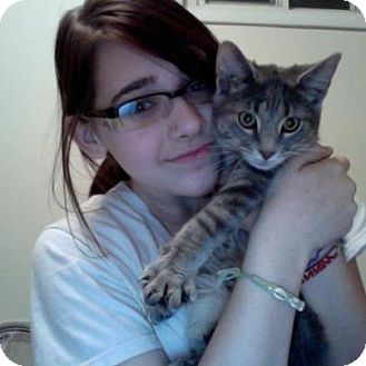 Domestic Shorthair Kitten for Sale in Richfield, Ohio - Winston Domestic Shorthair Kitten for Sale in Richfield, Ohio - Winston