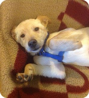 Labrador Retriever Puppy for Sale in Modesto, California - Rocky Labrador Retriever Puppy for Sale in Modesto, California - Rocky